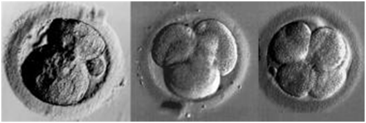 embrio-week-3-15-tot-21-dagen