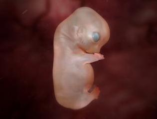 embryo 39 dagen week 6 - Buikje, moederruimte, werpkist, wandelen…